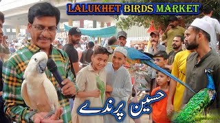 Lalukhet Exotic Parrots and Rare Birds Market Karachi 13102024 Latest Update in Urdu  سوق الطيور [upl. by Idola121]