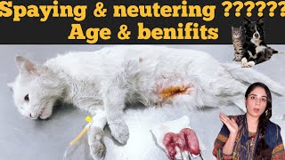 Best age of pets for spaying amp Neutering  Benefits of spaying and neutering in dogs and cats [upl. by Ordnasela477]