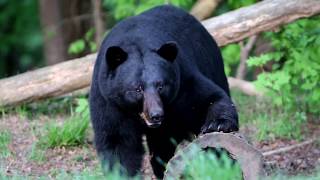 Black bear in yard  Littleton NH [upl. by Etnovad]