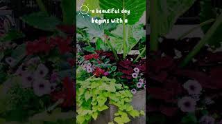 gardening pleasures with beautiful vibes shortsviral gardening grow flowers of different types [upl. by Hulburt907]