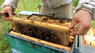 Harvesting 109 POUNDS of RAW HONEY [upl. by Alverta]