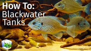 Guide to Blackwater Tanks Inspired by Nature — Biotope Aquascape [upl. by Melisandra]