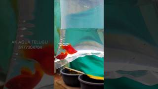 BALLOON PLATY ADULTS ❤️ SHIPPING VIZAG  AK AQUA akaquatelugu balloonplatyfish platyfish [upl. by Ellenuahs212]