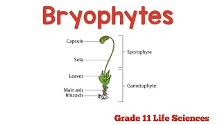 Biodiversity of Plants  Bryophytes explained Grade 11 Life sciences [upl. by Sondra]