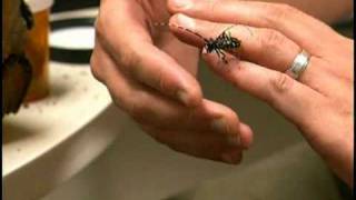 Asian Longhorned Beetle Live [upl. by Essirehs]