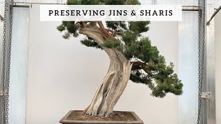 Preserving Jins amp Sharis [upl. by Craner]