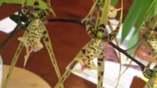 Orchid care Phalaenopsis alternative Brassia Datacosa Orchid [upl. by Nagol]