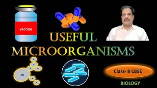 Useful Microorganisms CBSE  NCERT Solutions [upl. by Eissat84]