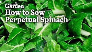 How to Sow Perpetual Spinach [upl. by Releyks672]