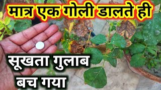 मात्र एक गोली डालते ही सूखता गुलाब बच गया Rose plant growing tipsRose plant careSave rose plant [upl. by Ailaro]