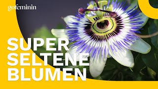 Sommerblumen die garantiert nicht alle haben [upl. by Reyam]