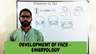 DEVELOPMENT OF FACE  EMBRYOLOGY [upl. by Cerellia8]