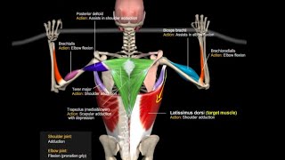 Wide Grip Lat Pulldown Cable  Back Workout GymGuruTV [upl. by Adrahc]