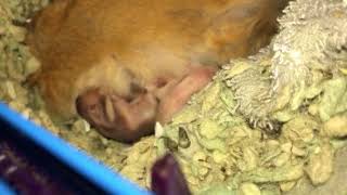 Hamster Nursing Crying Babies fyp babyanimals natureupclose [upl. by Nylrak279]