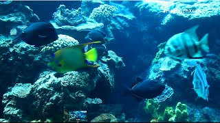 HechoEnXcaret Acuario  Xcaret México Parque Ecológico en Cancún [upl. by Led]