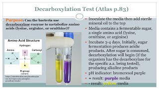 Decarboxylation Test  Microbiology Class  Podcast CC [upl. by Oliana505]