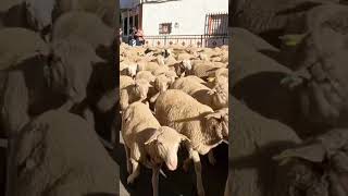 Trashumancia por Ruidera 🐑 Rebaño de 3000 ovejas trashumantes [upl. by Noslen]