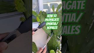 Grow your own OpuntiaNopales Part 1🌵 nopales opuntia pricklypear shorts subscribe growwithme [upl. by Vivia]