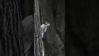 YellowBellied Sapsucker [upl. by Schriever463]