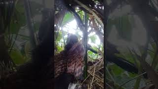 Greater coucal bird brings birds beautifulbird nature birdspecies birdtypes goose [upl. by Wilone]