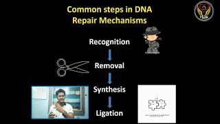 Common Steps in DNA Repair Mechanism  Types  Molecular Biology  Tamil  ThiNK VISION Tnkumaresan [upl. by Asseralc808]