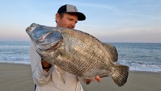 Tripletail Catch and Release [upl. by Asenad248]