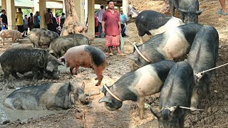 Explore North Tripura Weekly Piglet Market Mano [upl. by Notnert]