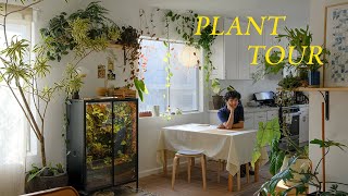 Relaxing Plant Tour  my entire houseplant collection [upl. by Llehcal750]