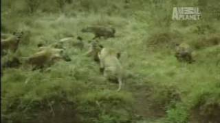 Hyenas vs Lion Pride hyenas lay a smack down [upl. by Enahc]