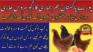 Lohmann Brown hen Business in Pakistan [upl. by Esimaj]