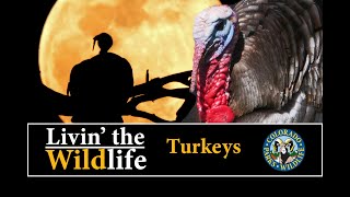 Livin the Wildlife Colorado Wild Turkeys [upl. by Tempest378]