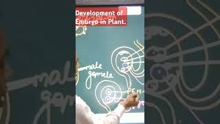 Ploidy of Zygote and Development of Embryo [upl. by Ellemrac]