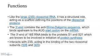 16S rRNA sequence Analysis [upl. by Ssirk]