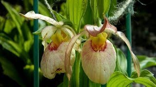 Cypripedium Aki Pastel in the Garden [upl. by Eillim783]