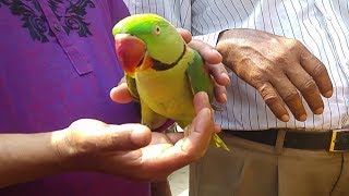 Parrot bird price at pet bird market Bangladesh [upl. by Nanyk]