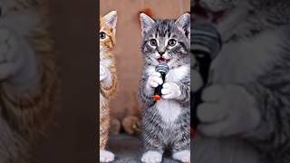 Gatitos cantando humor viralshort gatos dongatoronron [upl. by Travis]