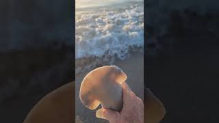 BUSY BEACH Shark release and a sea turtle returning to the ocean after nesting tight lines [upl. by Drahsar646]