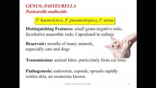 Yersinia pasteurella and francisella [upl. by Eelatan]