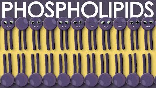 Phospholipids types structure and function [upl. by Okihsoy]