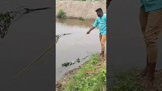 வேற லெவல் ஜிலேபி மீன் பிடித்தல்fishingfishingvideosfishvillagefishshortvideoGramathu Meenavan [upl. by Selym]