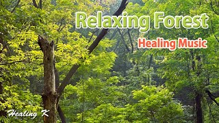 Beautiful Relaxing Forest  Healing Music  Meditation  Birds Song [upl. by Naugal]