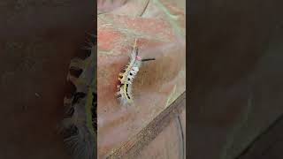 Meet Orgyia leucostigma a caterpillar phase of a moth animals bugs cool shorts [upl. by Ralleigh]