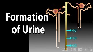 Formation of Urine  Nephron Function Animation [upl. by Gabriell]