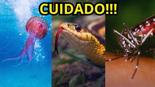 Top 10 Animais Mais Perigosos do Mundo  Cuidado com o Último [upl. by Godderd748]