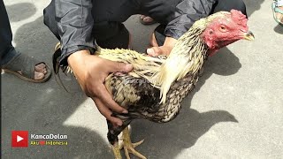 Cek Harga Ayam Kampung di Pasar Pon Bandongan Magelang  Januari 2024 [upl. by Weintrob713]