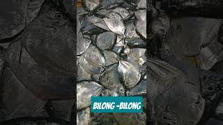 Bilong Bilong Fish [upl. by Koy744]