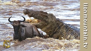 Nile Crocodiles have Wildebeest feast during annual Migration  RAW NATURE [upl. by Shaylynn]