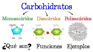 🍞 Carbohidratos 💥 ¿Qué son 🥔 Funciones 🍟 EJEMPLOS 🥞 Fácil y Rápido  BIOLOGÍA [upl. by Nich]