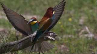 les oiseaux du lac kerkini [upl. by Auqinimod]