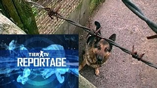 Reportage Hundequäler [upl. by Leor555]